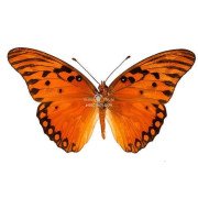 AGRAULIS VANILLAE